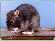 rat control Rochester